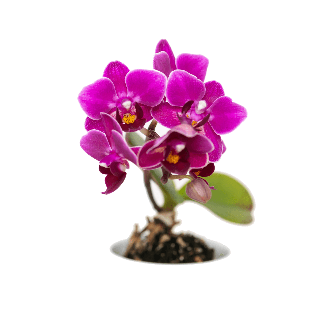 Essência de Orquídea para Sabonete - 100ml