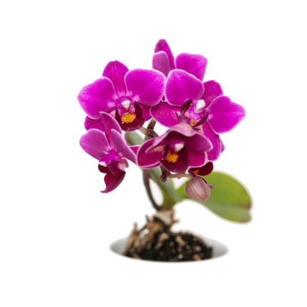 Essência de Orquídea para Sabonete - 100ml
